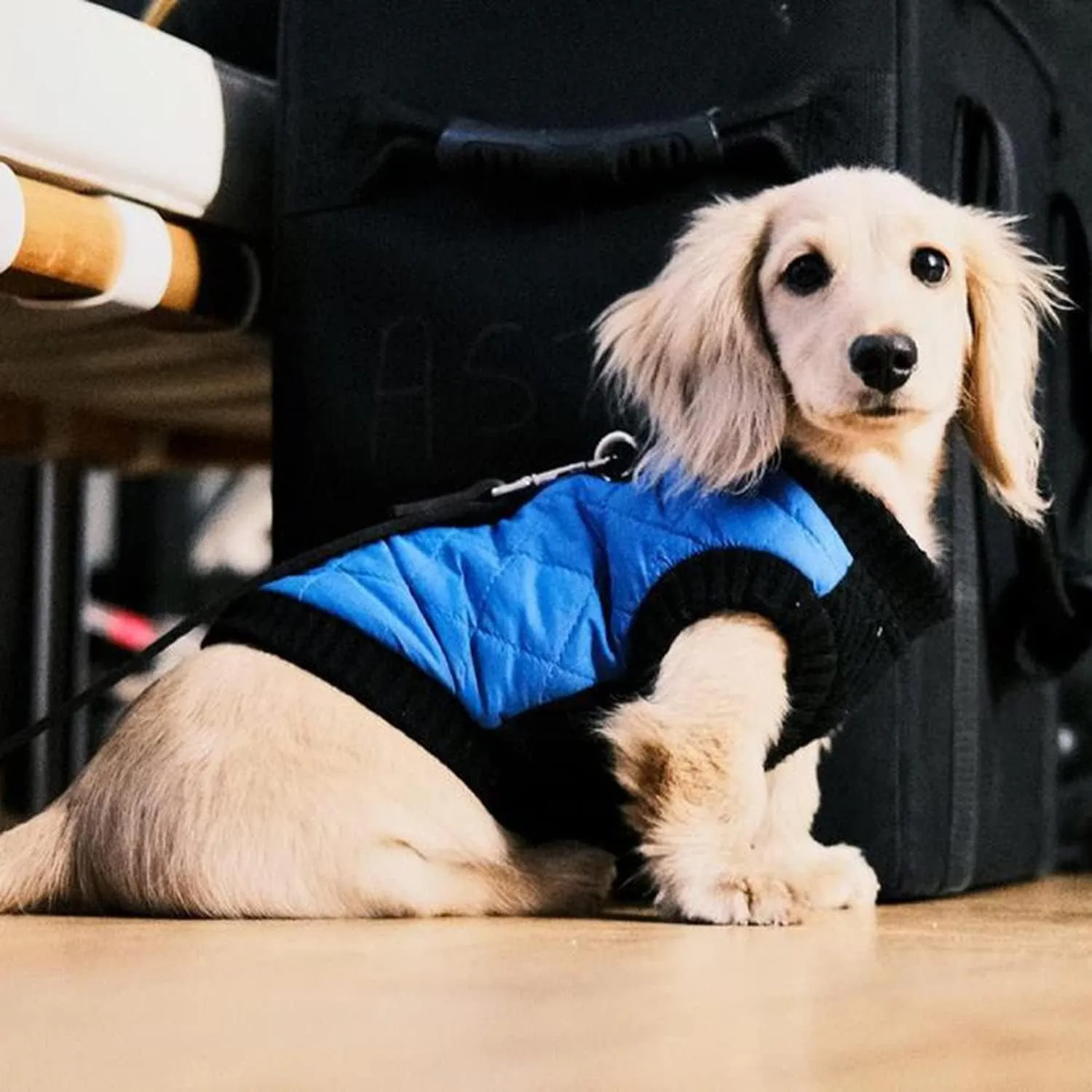 Gooby Fashion Vest Dog Jacket - Blue, X-Large - Warm Zip Up Bomber Vest with Dual D Ring Leash - Winter Water Resistant Small Dog Sweater