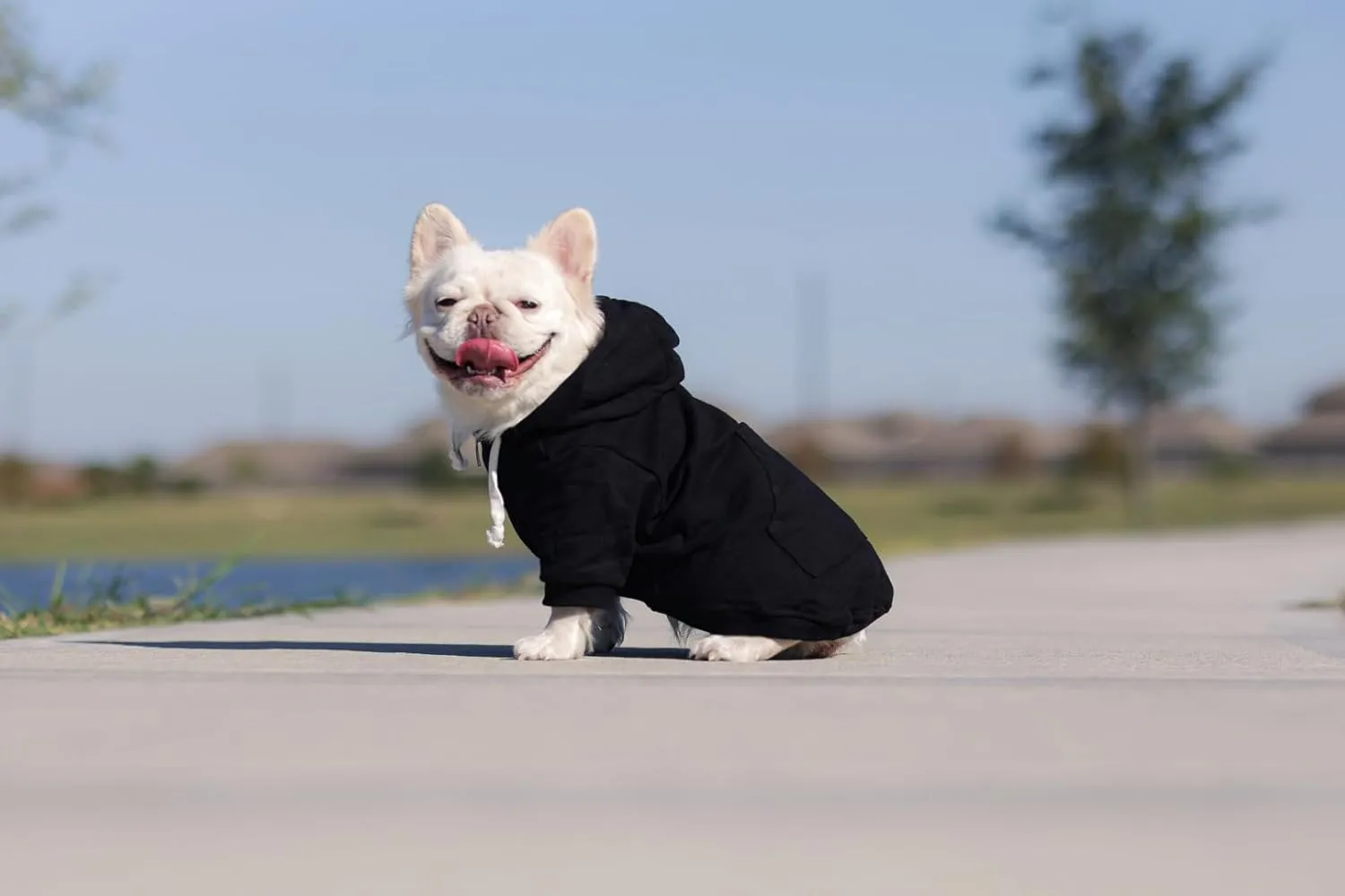 Zip Up Adventure Dog Hoodie with Hook & Loop Pockets and Adjustable Drawstring Hood - XXS to XXL - Multiple Colors - Comfortable & Versatile Dog Hoodies (Black, XS)