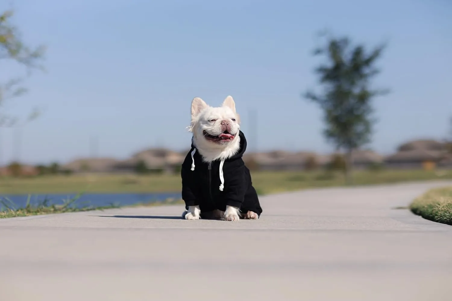 Zip Up Adventure Dog Hoodie with Hook & Loop Pockets and Adjustable Drawstring Hood - XXS to XXL - Multiple Colors - Comfortable & Versatile Dog Hoodies (Black, XS)